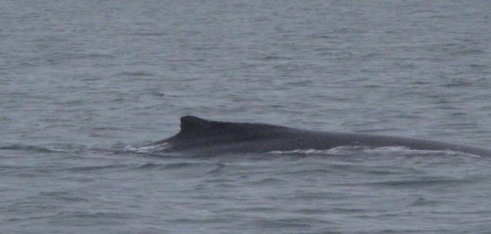 Whale in Resurrection Bay.JPG